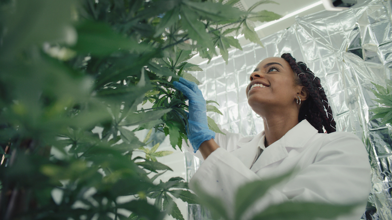 What the Marijuana Executive Order Means for Employer Policies Header Image